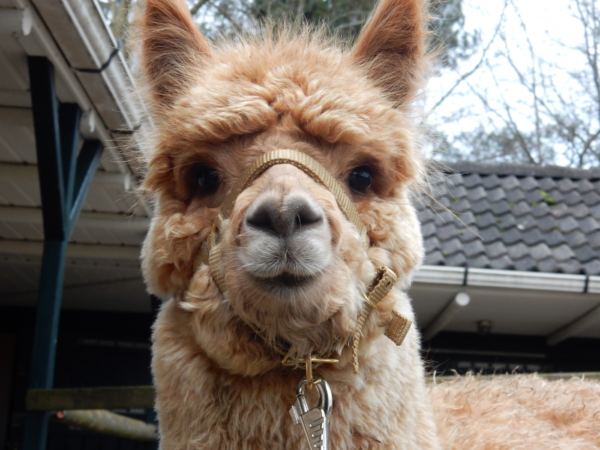 Overnachten-met-alpaca's-in-drenthe-zonneveld14