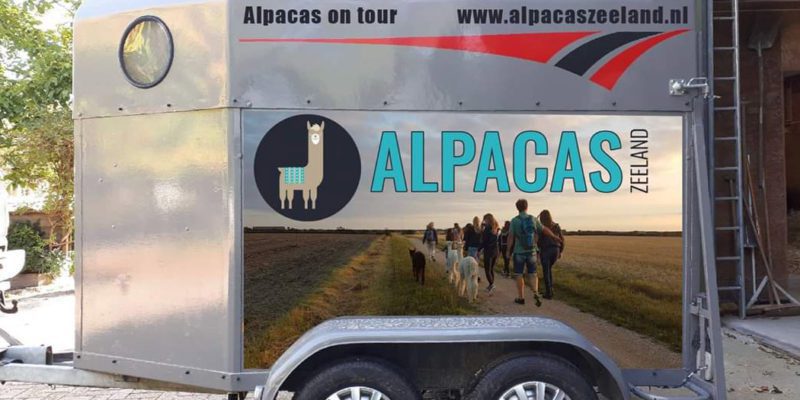 alpaca-on-wheels