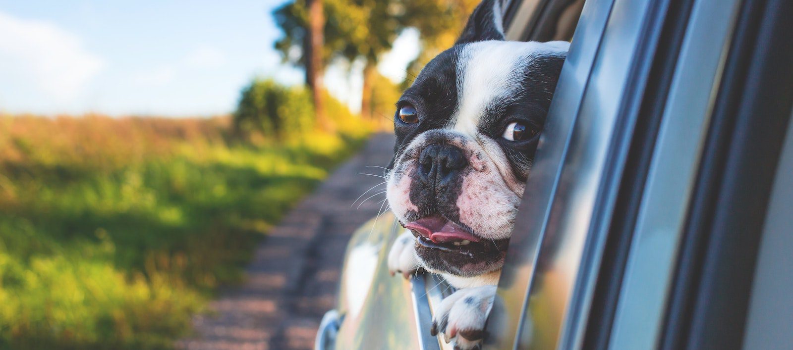 alarm Commandant Verplaatsing Vakantie met hond - huisdiervriendelijke vakanties | Supertrips.nl