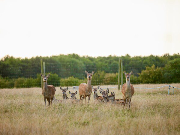 layer marney