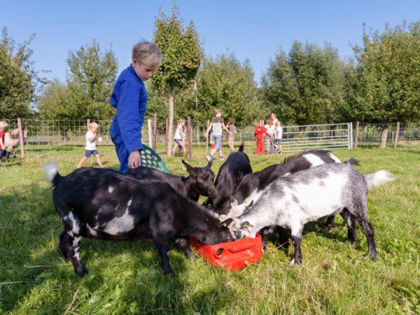 farmcamps buitenhoeve