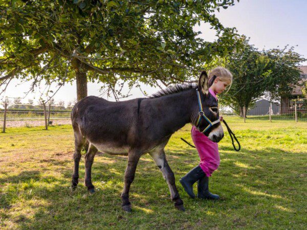 farmcamps buitenhoeve