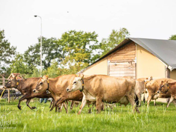 farmcamps boebadoe
