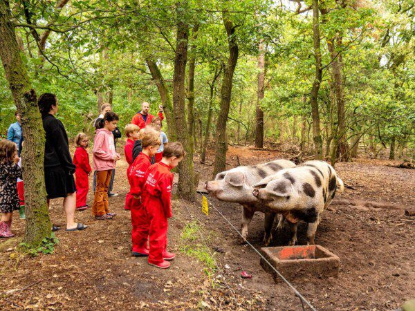 farmcamps hoeve luyterheyde