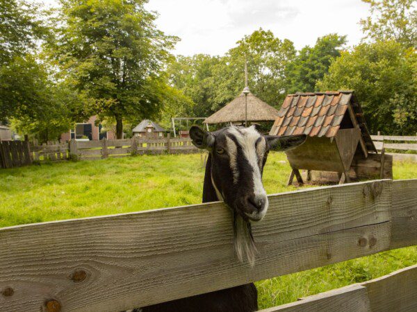boerenbed het boshuis