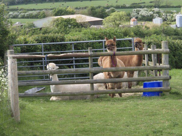 boerenbed Engeland dorset