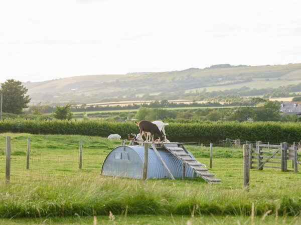 boerenbed Engeland dorset