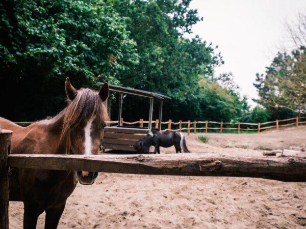 villa met zwembad zeeland